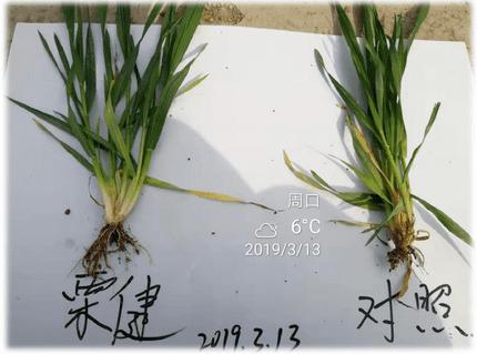 防赤霉病最好农药是哪一款,抗锈病抗赤霉病高产品种