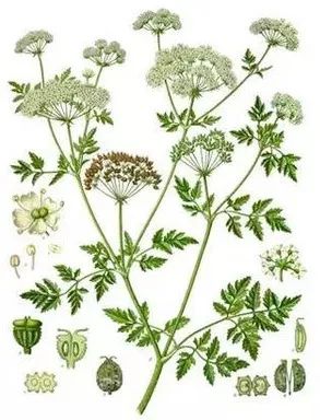 吃了街边买的“青菜”，一家三口急送医！这些菜清明常出没…