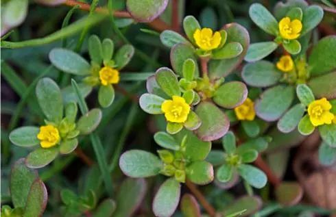 吃了街边买的“青菜”,一家三口急送医!这些菜清明常出没…