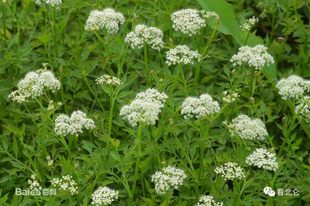 吃了街边买的“青菜”，一家三口急送医！这些菜清明常出没…