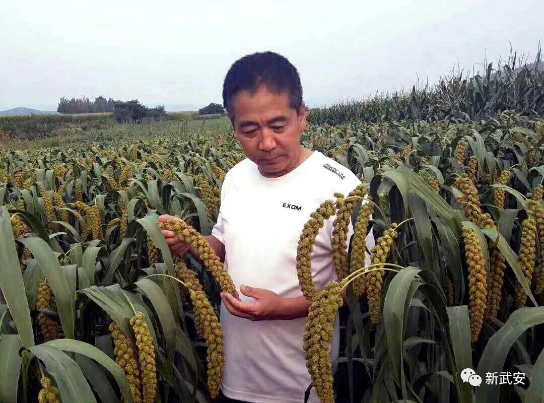 武安谷子,武安种什么农作物好