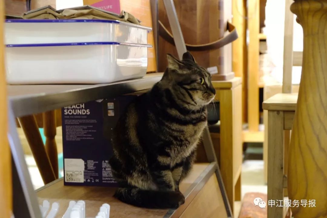 非常隐蔽的秘密基地藏在地板下,神秘的仓库到底隐藏着什么秘密