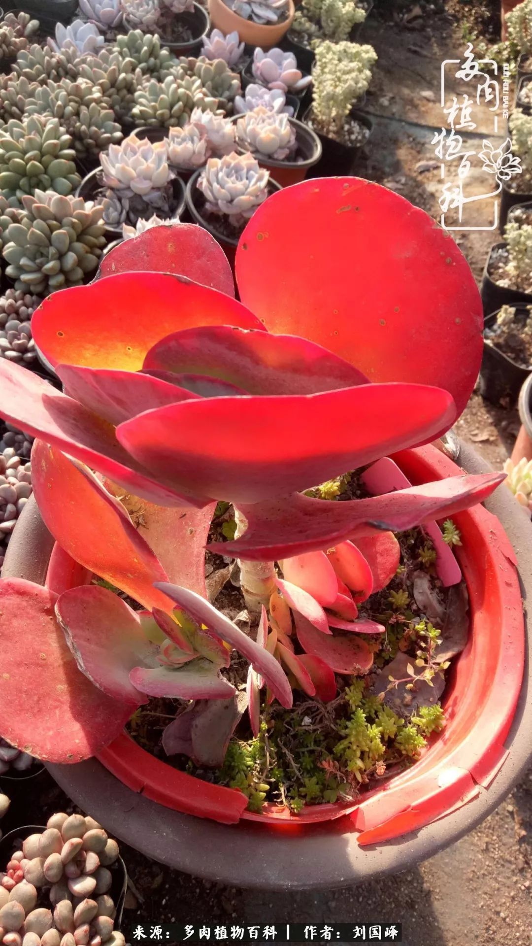 不学无术容易赚大钱,不学无术养多肉摇身一变资产过亿