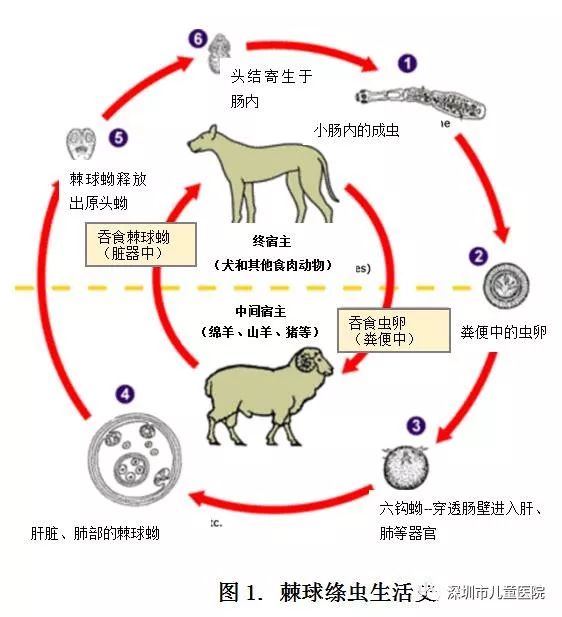4岁娃肚大如孕妇，体内抽出2斤寄生虫液！铲屎官们注意，这虫能让你“狗带”