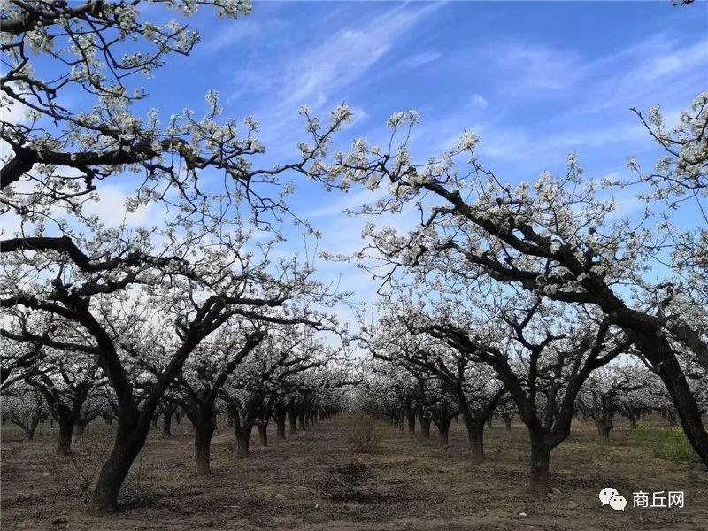 “懂菜农业”杯第七届黄河故道湿地花海徒步穿越路标已布置完成，快来认识一下！