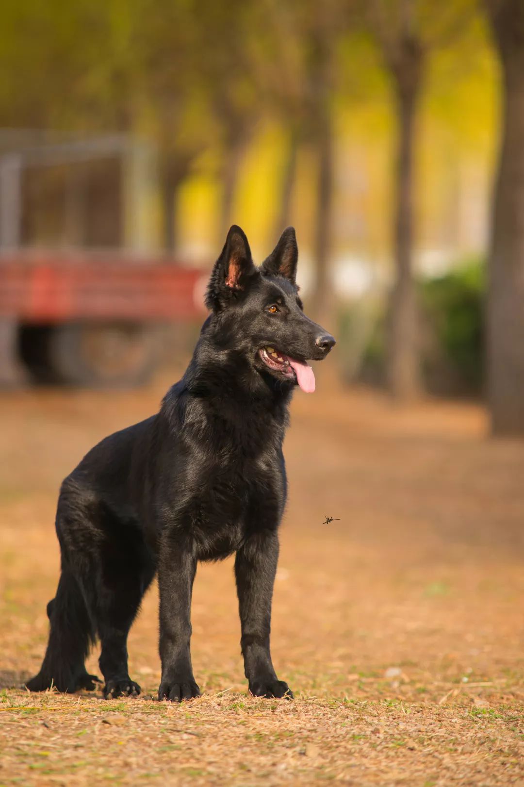 世界排名第一的德国牧羊犬,德国牧羊犬十大排名犬种
