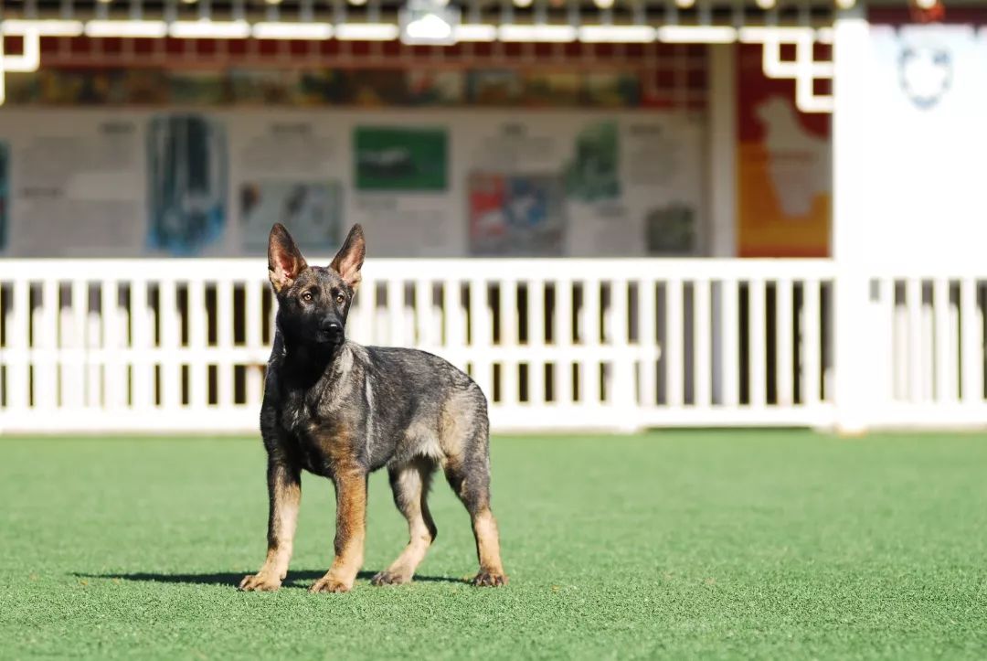 德国牧羊犬历史最重体型,世界上最顶级的德国牧羊犬