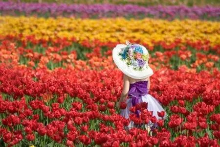 荷兰花海一日游50元,荷兰花海一日游攻略5月20号