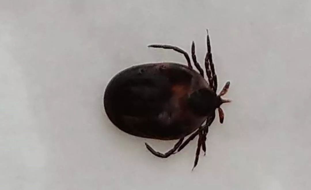 小孩头皮发痒要警惕四种疾病,3岁小孩身上发痒要警惕