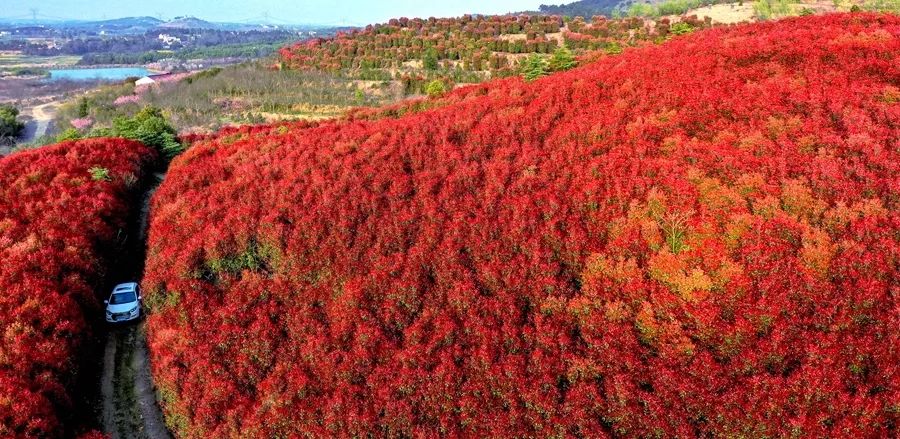 【春游江淮请您来】庐江：石楠逢春时荒山披红妆