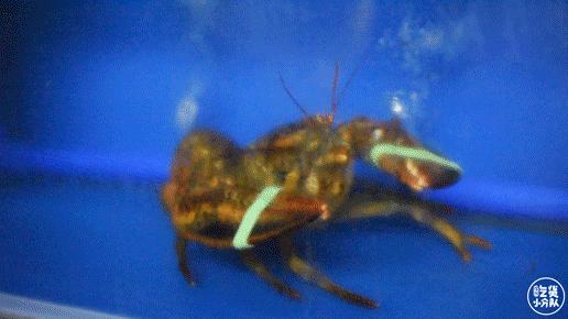 普吉岛芭东海滩泰式小火锅,普吉岛椰子岛网红