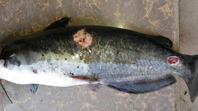 今年鮰鱼价是上涨还是下涨,今日鮰鱼最新塘口价