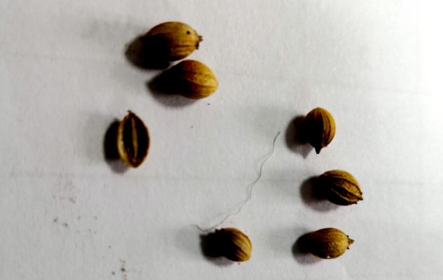 可以带植物种子出境吗,带植物种子入境时需要注意什么