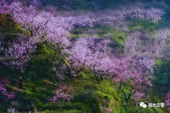 清明小长假在即,丽水出行哪堵?烟花燃放如何规定?速戳这里!