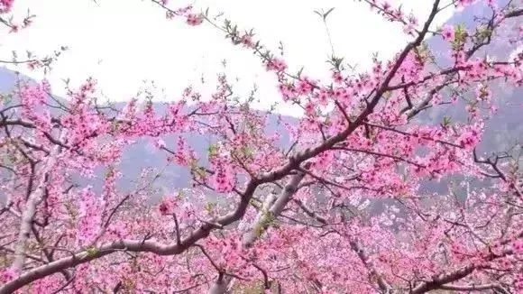 最新通告!清明假期,河北这些地儿不能去,因为……