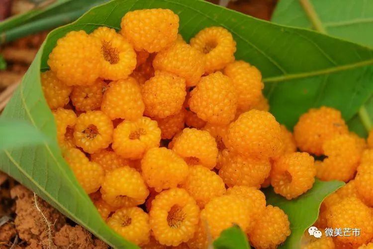 踏青赏花好时节与你共赴大自然,赏春踏青好时节