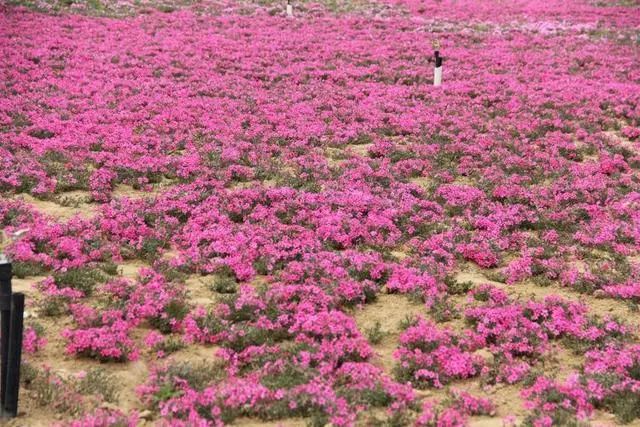 最美人间四月天去哪里旅游,最美人间四月天正是出游好时节