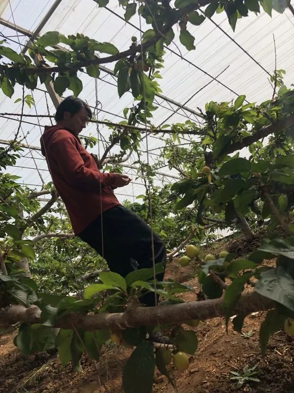 前国门安琦家的樱桃又来啦！为了孩子，他用守护球门的双手，种出了汁多甘甜的超好吃樱桃