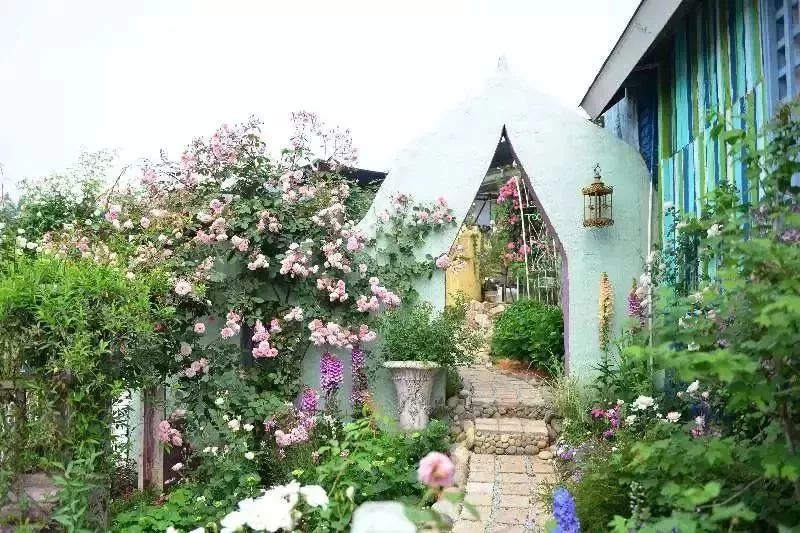 再也不羡慕别人家的果园,再也不用羡慕人家种的花