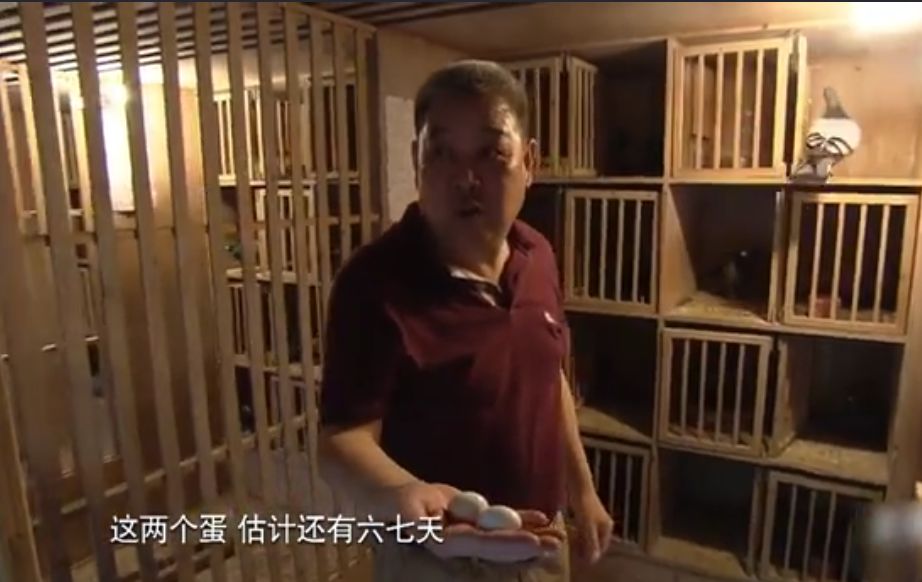 上海养鸽人视频,养鸽子上海人