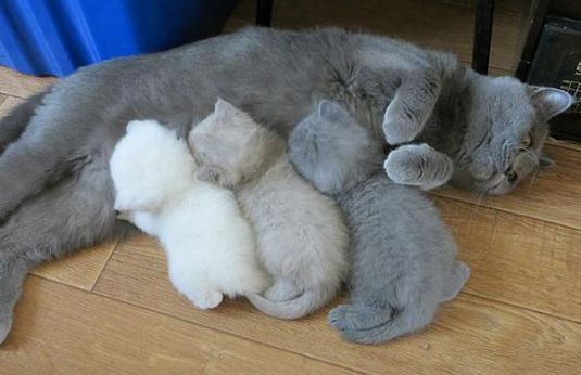 猫咪10种常见病图片,猫咪得了怪病咳嗽不止