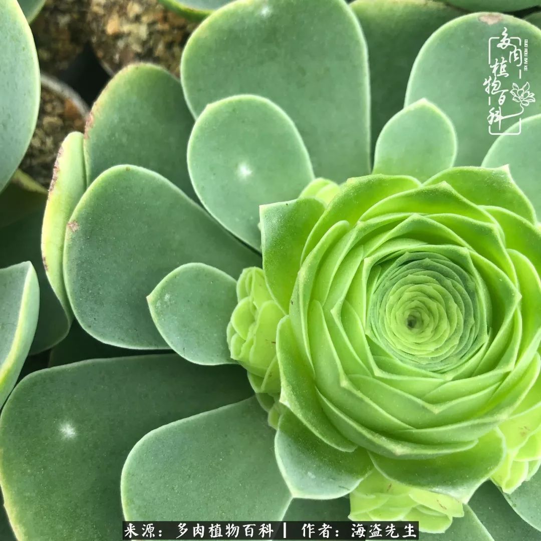 多肉山地玫瑰长了白粉病怎么办,山地玫瑰养花小知识