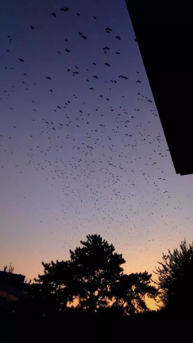 杨花在古诗中的深意,杨花和柳花有什么区别