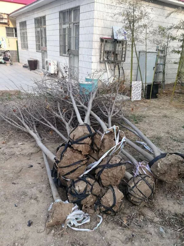 被遗忘的树02,被遗忘的花草