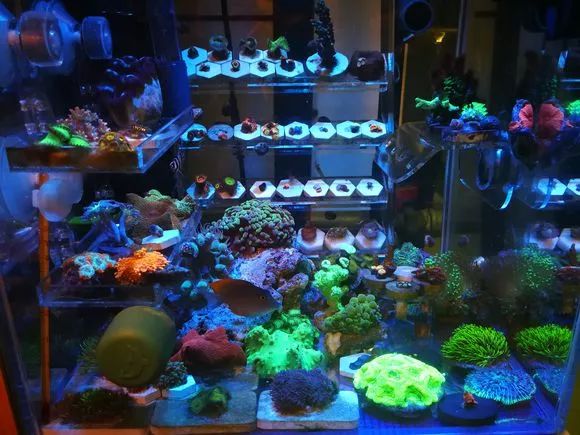 学生党20厘米小缸,学生后生可畏