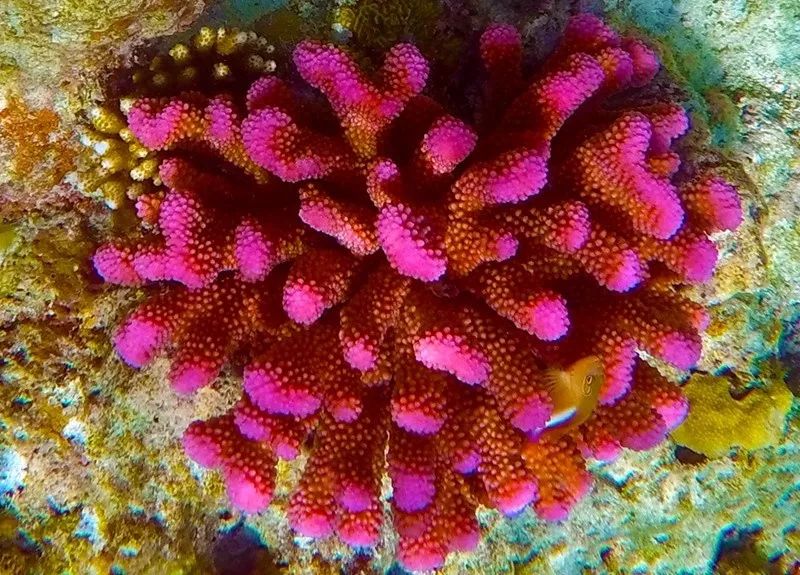 鍗楁捣鑸伴槦姘村叺瑙嗛,娴峰啗鍗楁捣鑸伴槦姘村叺瑙嗛