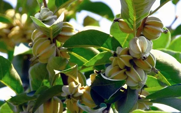 木本油料品种,中国高端木本油料