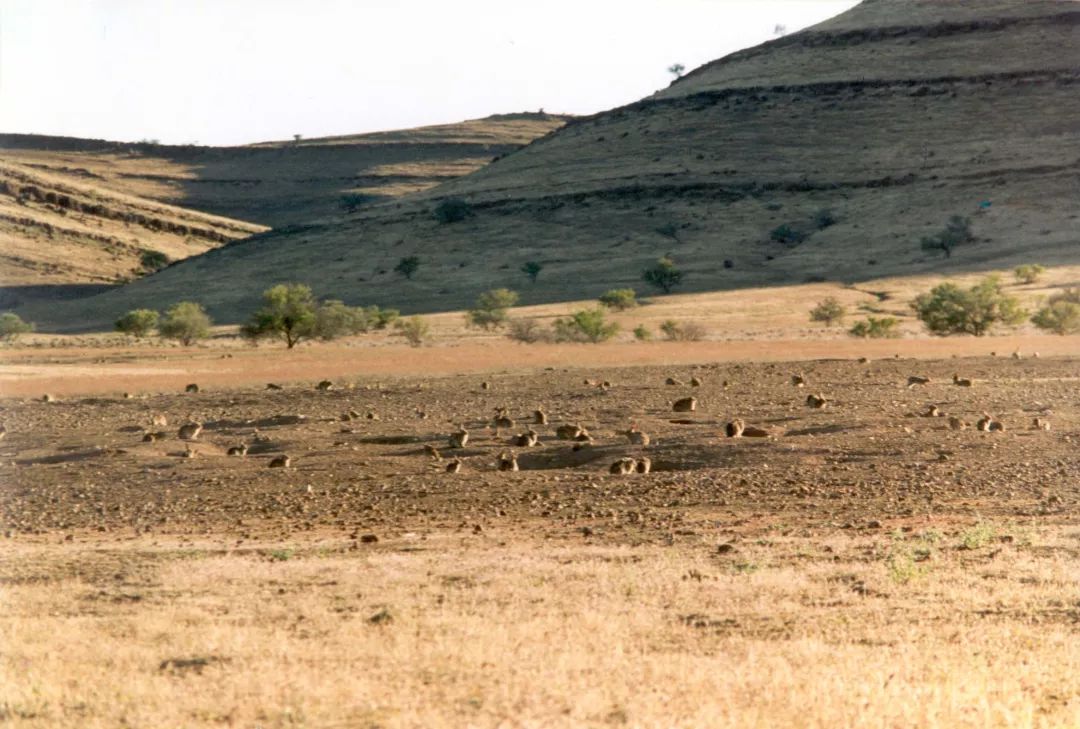 澳洲野兔泛滥成灾到底有多疯狂,澳洲野兔泛滥成灾数量超100亿只