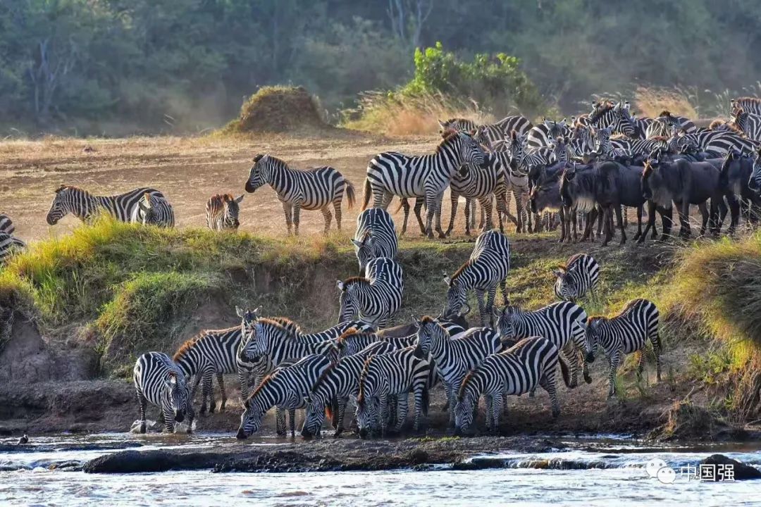 探索非洲动物世界|非洲—坦桑尼亚
