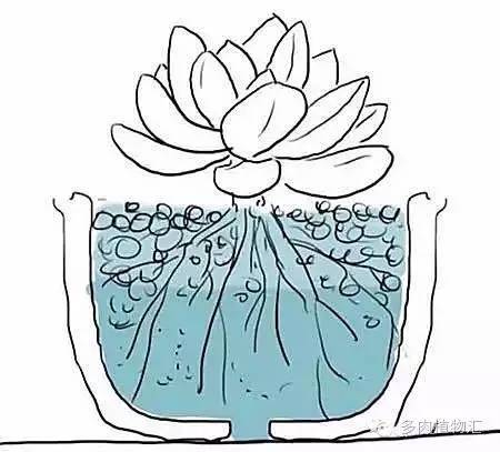 露养的多肉梅雨季节怎么办,露养多肉下雨怎么办