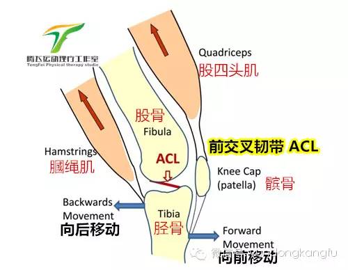 膝腓侧副韧带损伤怎么恢复,膝内侧副韧带损伤修复视频