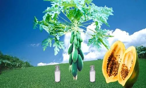 嫩肉粉到底健康吗,嫩肉粉到底有多可怕