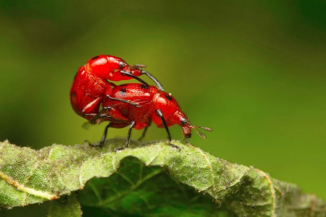 冬蚊子和夏天的蚊子有什么区别,为什么夏天有蚊子冬天有老鼠