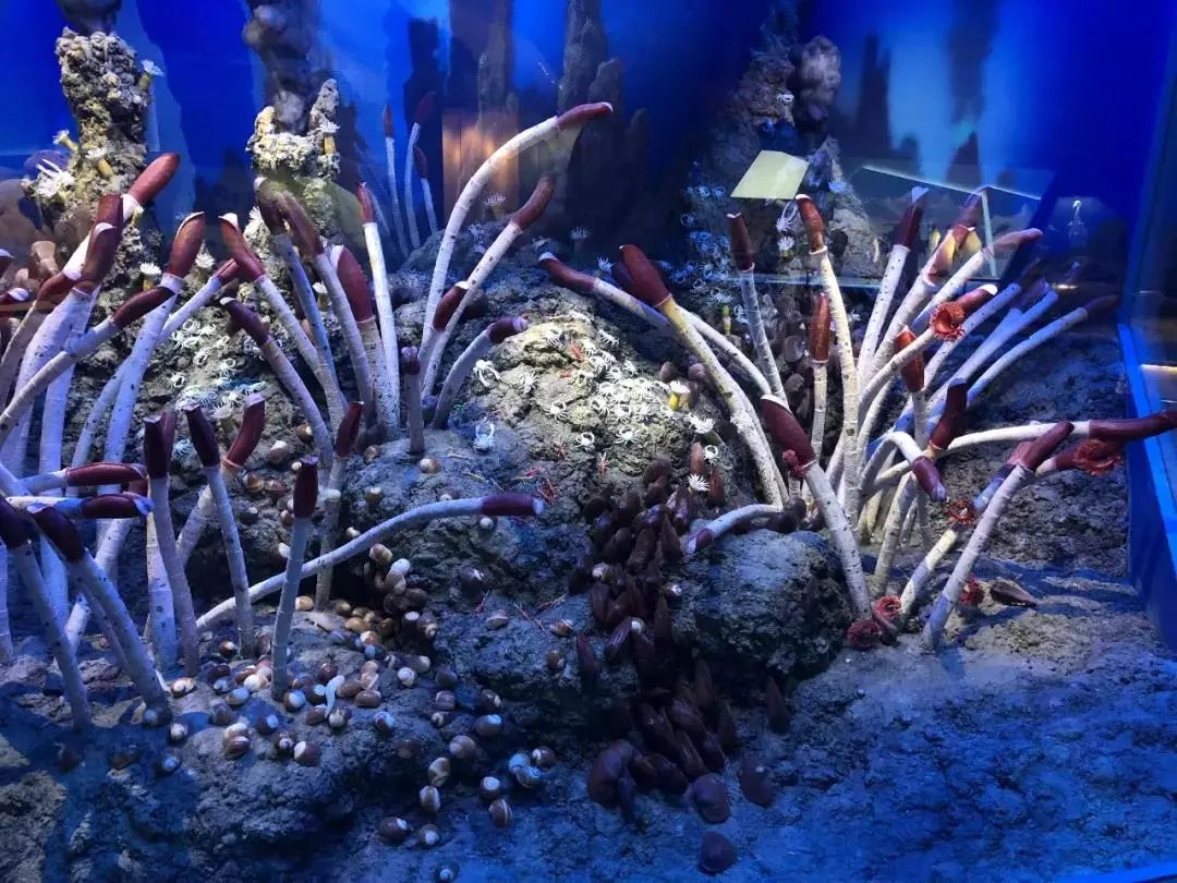 北京海洋博物馆海上故宫,国家海洋博物馆免费预约能看什么