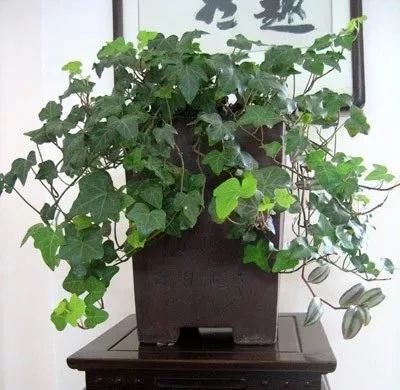 过期药片可以直接放在花盆里吗,过期药片放在花盆里怎么办