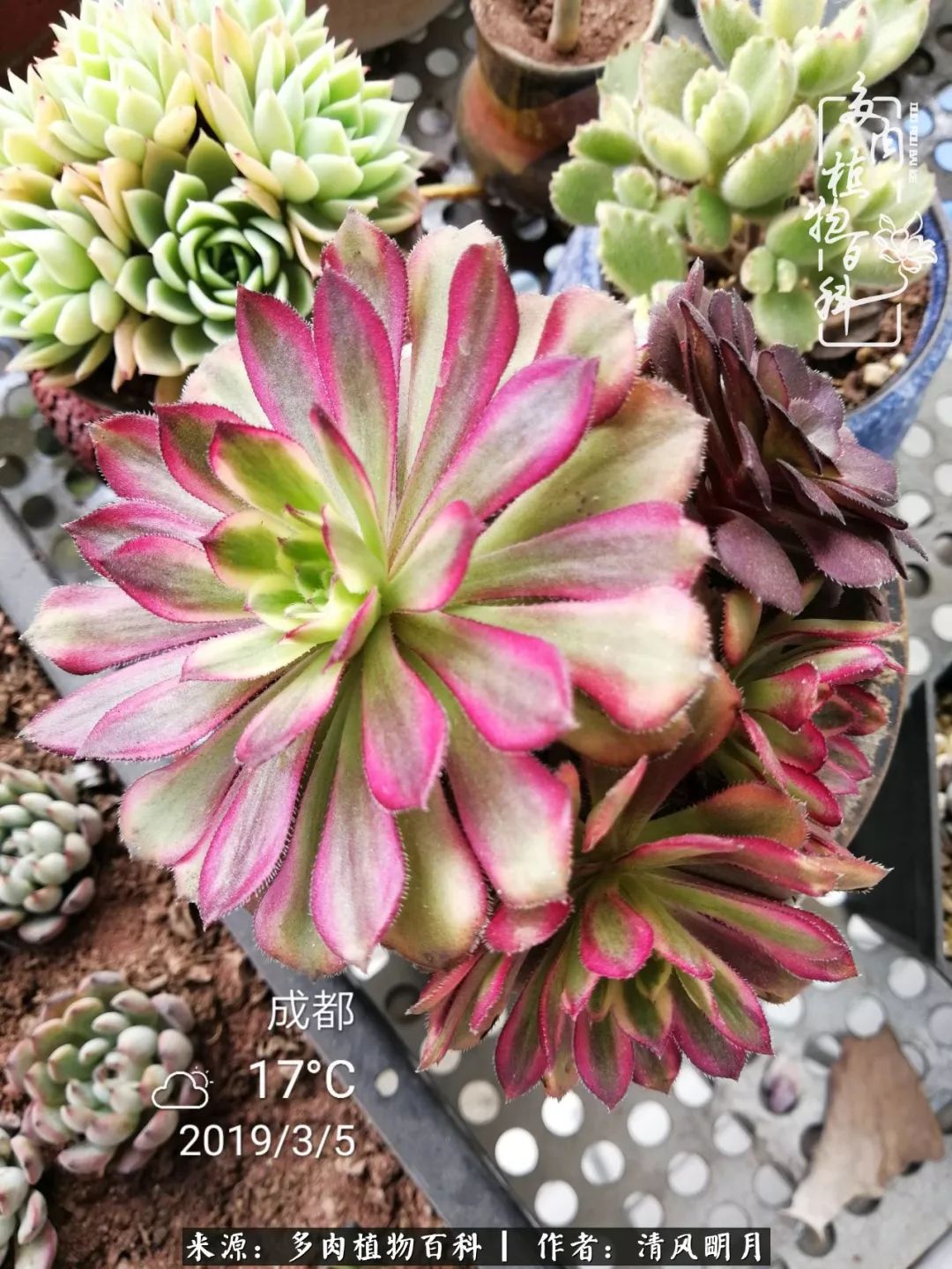 养多肉入坑感言,养多肉坑深似海