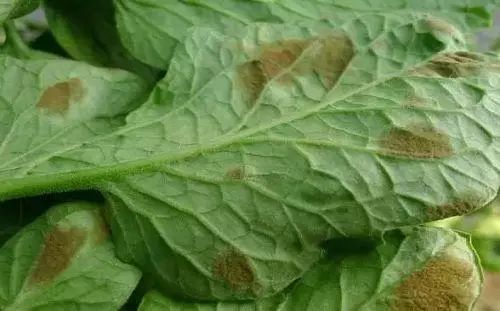 真菌细菌病毒辨别小技巧,快速识别病毒和细菌方法