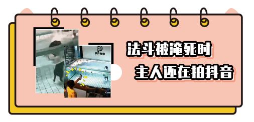 秒杀1元猫窝,爆款99元猫窝套餐