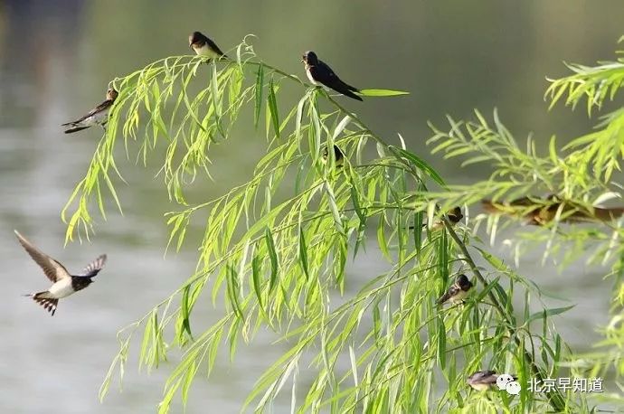 北京怎么治过敏鼻炎 (在北京过敏鼻炎哪里看有效)