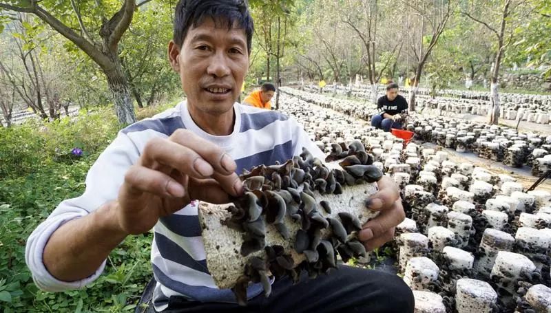 栀子花开李乃东经典散文,李乃东散文全文