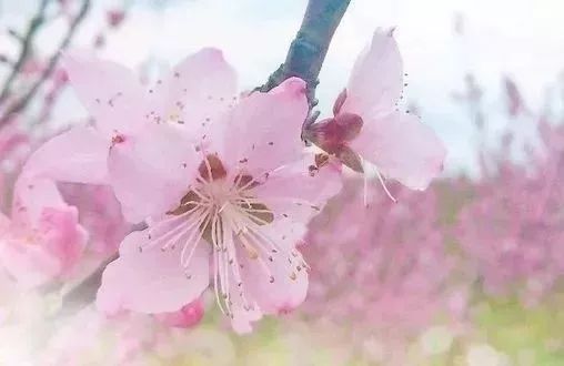 绵州安州景点,绵阳天府春晓两日游攻略