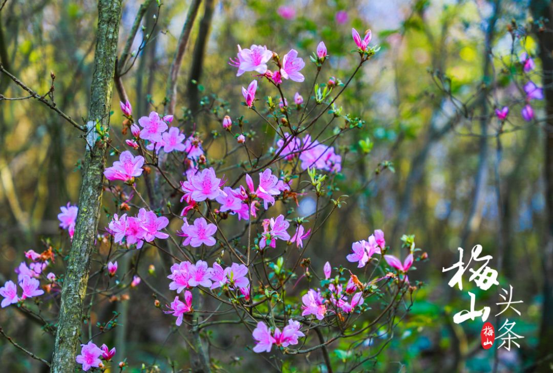 最美梅山,美丽南安梅山