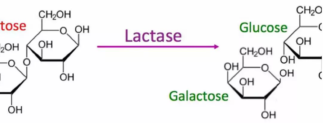 乳糖不耐受也能吃的冰淇淋,有乳糖不耐受还能喝奶吗