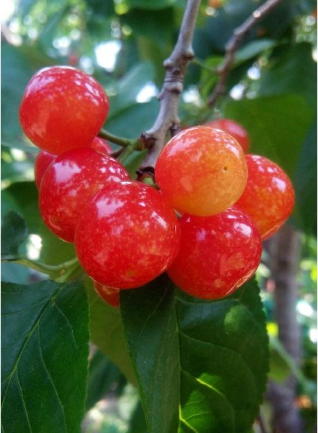 又一年樱桃采摘季,一年一度的大樱桃采摘模式已开启