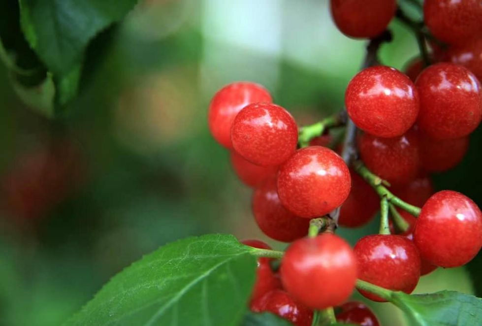 又一年樱桃采摘季,一年一度的大樱桃采摘模式已开启