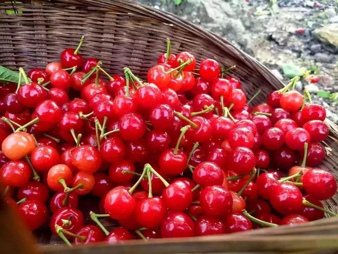 又一年樱桃采摘季,一年一度的大樱桃采摘模式已开启